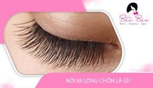 Nối mi lông chồn là gì? Ưu nhược điểm nối mi lông chồn